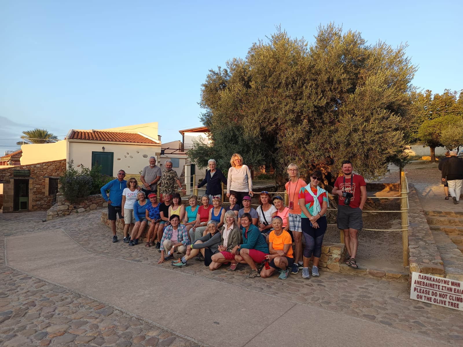 Nejstarší oliva na světě